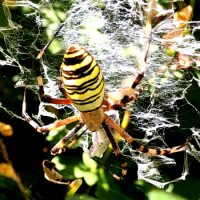 Argiope frelon