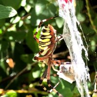 Argiope frelon