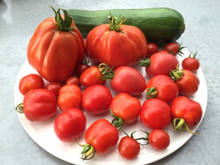 Potager 2015 : Récolte de Tomates