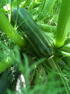 Potager - Courgette