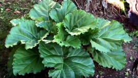 Présentation Potager sur butte Permaculture - Rhubarbe