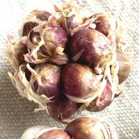 Ail rocambole - Bulbilles