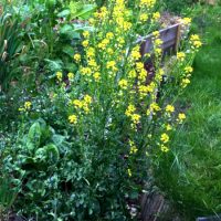 Cresson de terre - Fleur