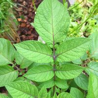 Pomme de terre - feuille