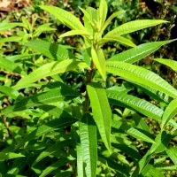 Verveine citronnelle