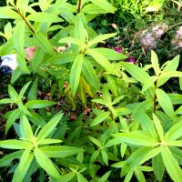 Verveine Citronnelle