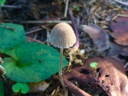 Les champignons - Carré Jardin