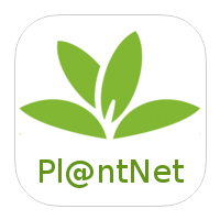 PlantNet pour identifier les plantes