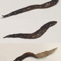 Plathelminthe (Ver plat)