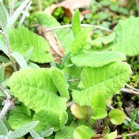 Primevère officinale