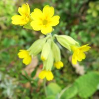 Primevère officinale