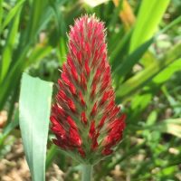 Trèfle Incarnat Fleur